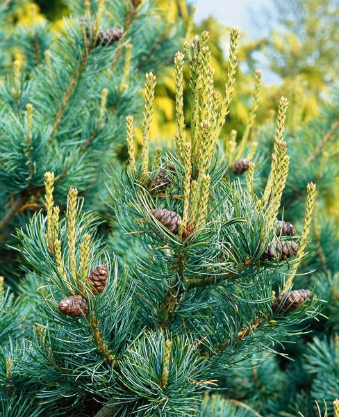 Pinus parviflora 'Negishi', Japanische Kiefer, 40–50 cm