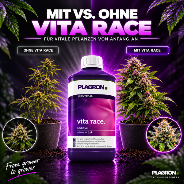 Plagron Vita Race Eisenspray für Pflanzen im Vergleich. Vergleichsbild mit und ohne Anwendung bei einer Hanfpflanze.