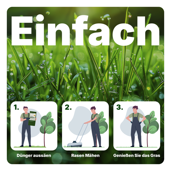 Infografik zur einfachen Rasenpflege in drei Schritten: Dünger aussäen, Rasen mähen und das Gras genießen.