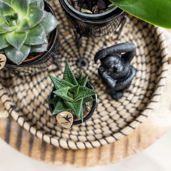 Komplettes Pflanzenset Home Hub Grünpflanzen mit weißer Phalaenopsis-Orchidee inkl. schwarzen Keramik-Ziertöpfen und Zubehör