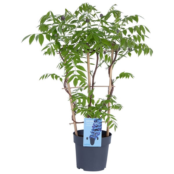 Bloomique - Wisteria Amethyst Falls - Glyzinien-Kletterpflanze - Kletterpflanzen - Gartenpflanzen - Winterhart - ⌀15 cm - 60-70 cm