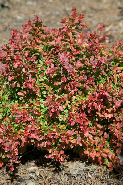 Berberis thunbergii 'Admiration', Blutberberitze, rot-gelb, 20–25 cm