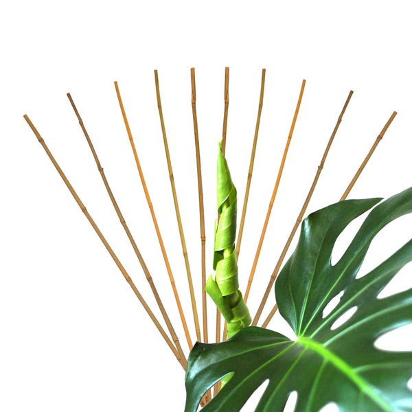 Monstera-Pflanze mit Bambusstäben