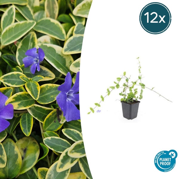 Kleines Immergrün Vinca minor Illumination 12 Stück, buntlaubiger Bodendecker mit violetten Blüten, Planet Proof zertifiziert.