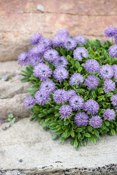Globularia punctata, Kugelblume, ca. 9x9 cm Topf, kompakt