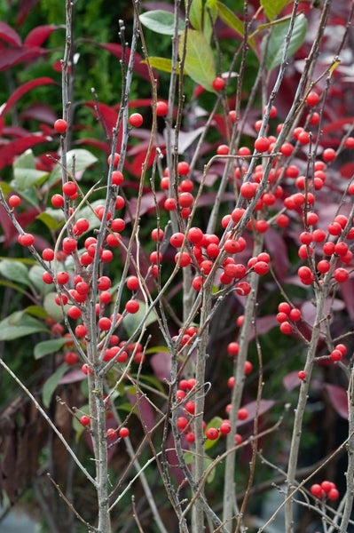 Ilex verticillata, Winterbeere, 60–80 cm, leuchtend rote Beeren