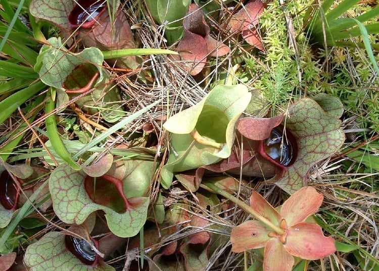 SAFLAX Garden to go - Schlauch- / Kannenpflanze - Sarracenia flava / S. purpurea - Mix - 10 Samen - Mit Topf, Klima - Deckel und Anzuchtsubstrat