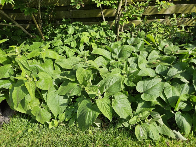 Dicht bewachsenes Gartenbeet mit großblättrigen Stauden vor einem Holzzaun.