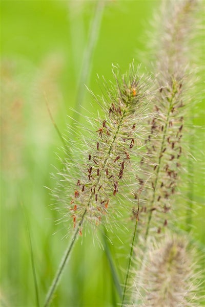 Nahaufnahme von Ziergras im Garten