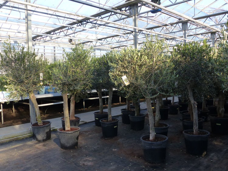 Olivenbaum 15 Jahre Olive Angebot 150 - 170 cm, beste Qualität, winterhart, Olea Europaea
