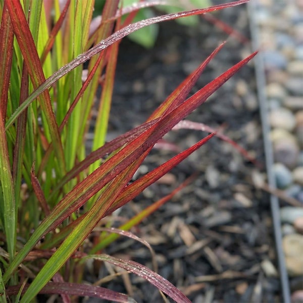 Japanisches Blutgras Red Baron mit schmalen, grünen und roten Halmen in einem Gartenbeet mit Mulch.