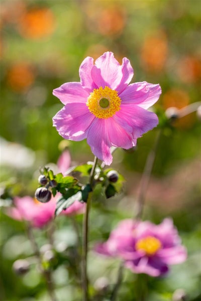 Anemone tomentosa 'Serenade', Herbst-Anemone, rosa, ca. 9x9 cm Topf