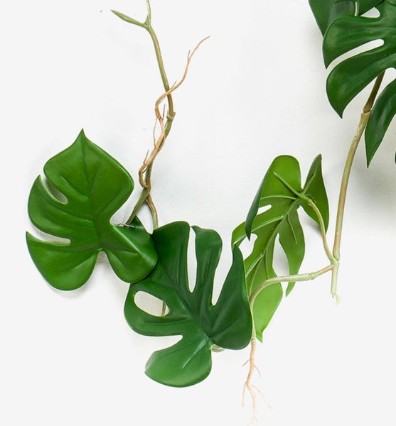 Nahaufnahme einer Pflanze mit dünnen grünen Stielen und feingliedrigen grünen Blättern.