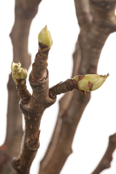 Nahaufnahme eines austreibenden Zweiges mit frischen Knospen an einem Baum.
