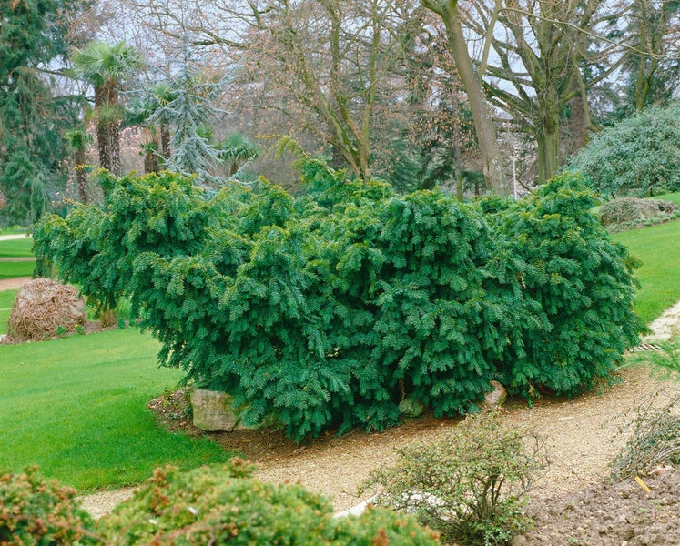 Taxus baccata 'Dovastoniana', Eibe, 60–70 cm