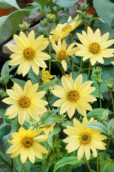 Helianthus microcephalus, Sonnenblume, gelb, ca. 11x11 cm Topf