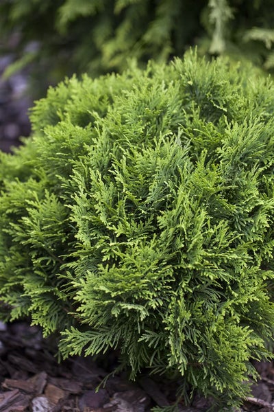 Thuja occidentalis 'Danica', Kugel-Lebensbaum, immergrün, 30–40 cm