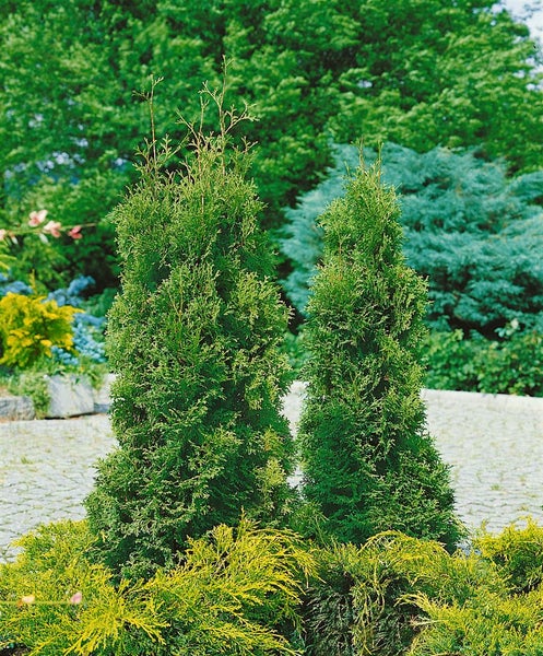 Thuja occidentalis 'Holmstrup', Lebensbaum, 30–40 cm
