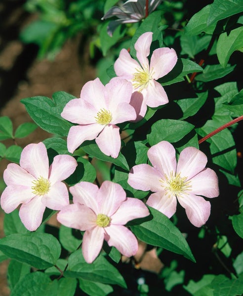 Clematis viticella 'Huldine', Waldrebe, weiß, 100–150 cm