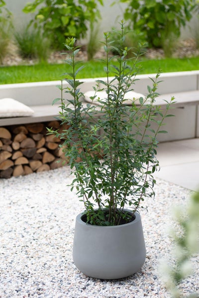 Grüne Pflanze in rundem grauem Topf auf Kies in modernem Garten mit Steinbank und Brennholzstapel.