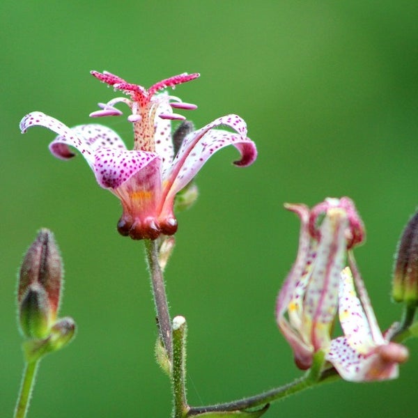 Nahaufnahme einer blühenden Krötenlilie im Garten