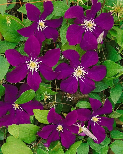 Nahaufnahme der Clematis mit auffälligen Blüten und grünen Blättern