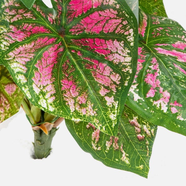 Künstliche Caladium-Pflanze mit herzförmigen Blättern in Grün und Rosa, detailreiche Blattstruktur