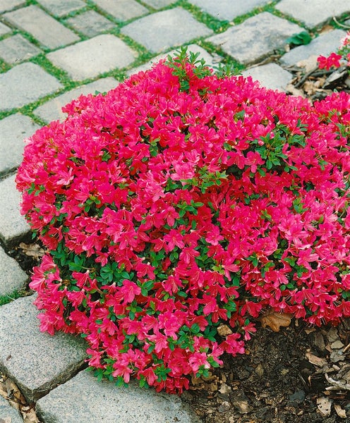 Rhododendron obt. 'Diamant Rot', leuchtend rot, 20–25 cm