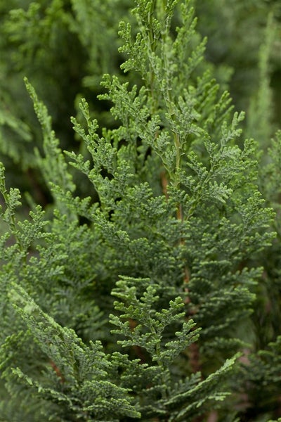 Chamaecyparis lawsoniana 'Columnaris', Blaue Säulenzypresse, 40–60 cm