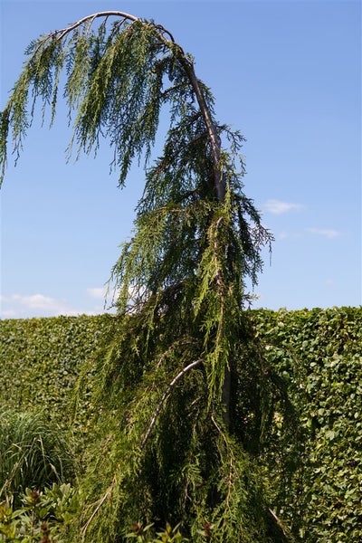Chamaecyparis nootkatensis 'Pendula', Nootka-Scheinzypresse, 30–40 cm