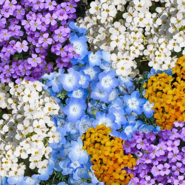 Farbenfrohe Mischung aus verschiedenen blühenden Gartenblumen in Blau, Violett, Weiß und Orange.