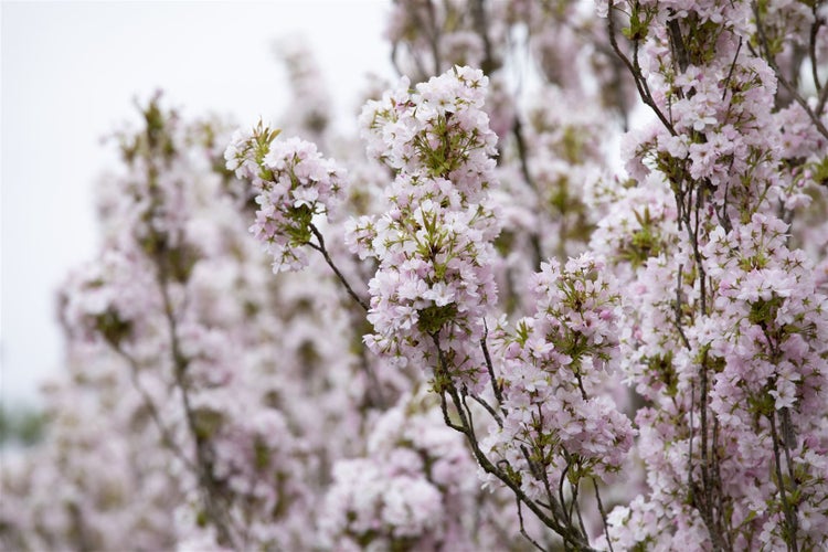 Prunus serrulata 'Amanogawa', Japanische Säulenkirsche, rosa, 100–150 cm