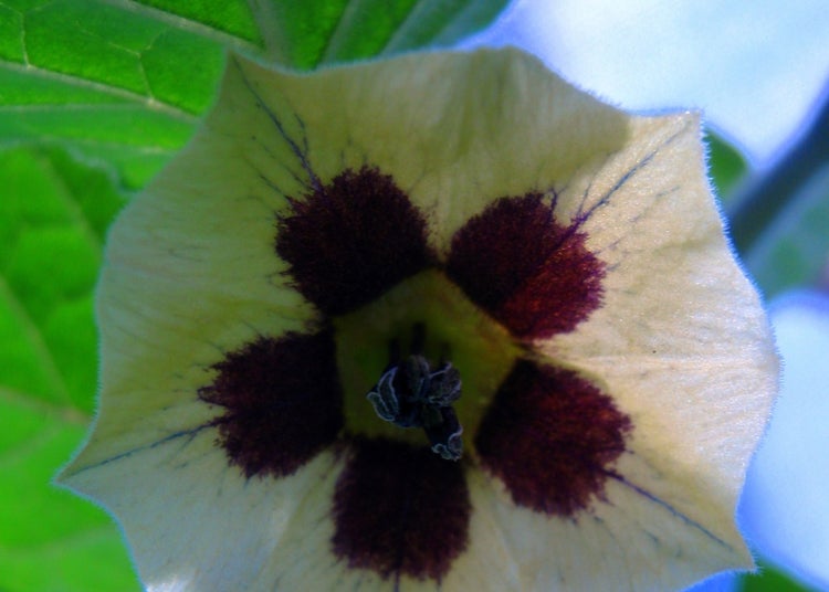 SAFLAX  - Kapstachelbeere / Andenbeere - Physalis peruviana - 100 Samen