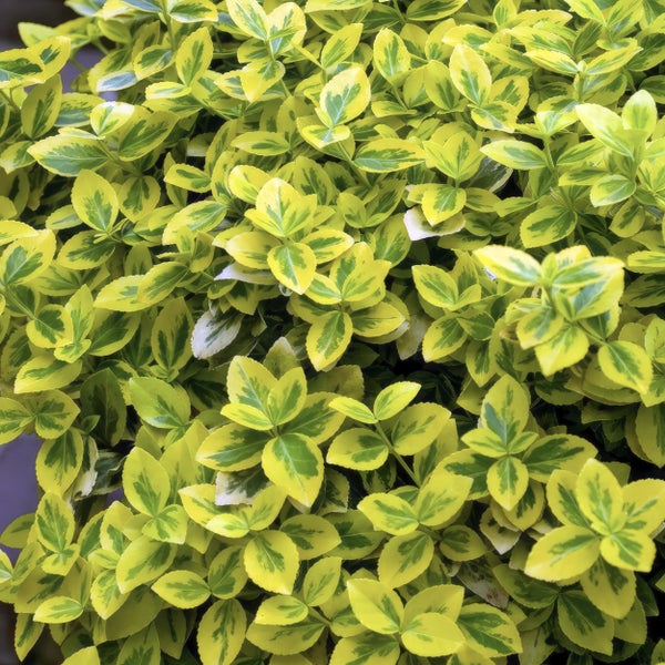 Bodendecker - Kriechspindel - Euonymus fortunei 'Emerald Gold' - 9cm Topf - Set mit 20 Pflanzen