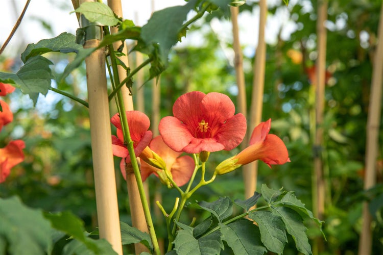 Campsis radicans 'Stromboli' -R-, Trompetenblume, leuchtend rot, 60–100 cm