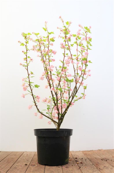 Ribes sanguineum 'King Edward VII', Blutjohannisbeere, rot, 40–60 cm