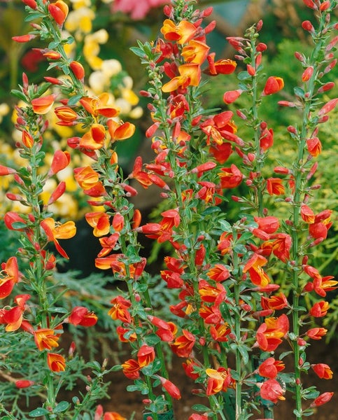 Cytisus scoparius 'Lena', Besenginster, gelb-orange, 30–40 cm