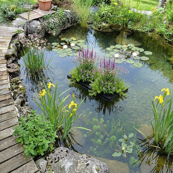 Klarer Gartenteich mit Seerosen, Schwimminseln mit violetten Blüten, gelben Sumpfschwertlilien, Wasserpflanzen, Steinrand und Holzsteg.