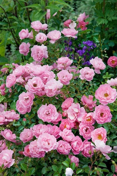 Rosa 'Sommerwind', Beetrose, rosa, 3-5 Liter Container