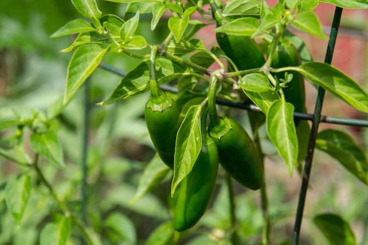 SAFLAX Geschenk Set - BIO - Chili - Early Jalapeno - Capsicum annuum - 20 Samen - Mit Geschenkbox, Versandaufkleber, Geschenkkarte und Anzuchtsubstrat