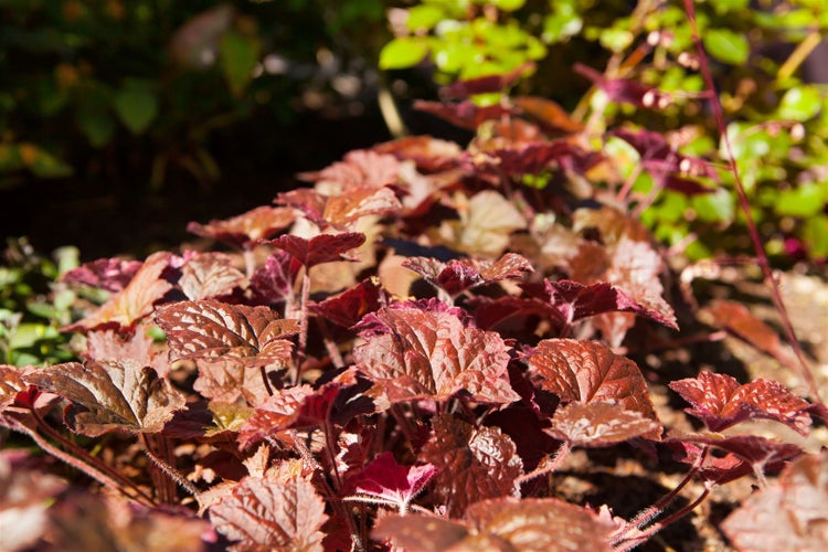 Heuchera micrantha 'Cappuccino', Purpurglöckchen, bronzefarben, ca. 11x11 cm Topf
