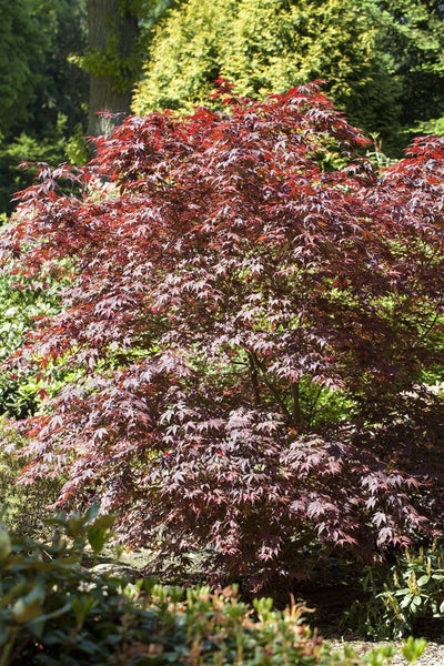 Acer palmatum 'Bloodgood', Japanischer Ahorn, tiefrot, 60–80 cm