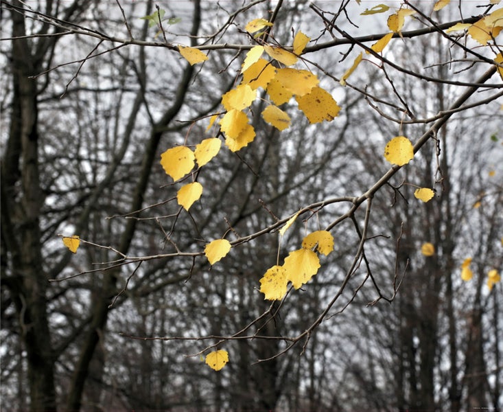 Ast mit gelben Blättern im Herbst