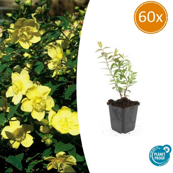 Hypericum calycinum im 60er Pack, gelbe Blüten, kleine Pflanze im Topf, On the way to Planet Proof Siegel.
