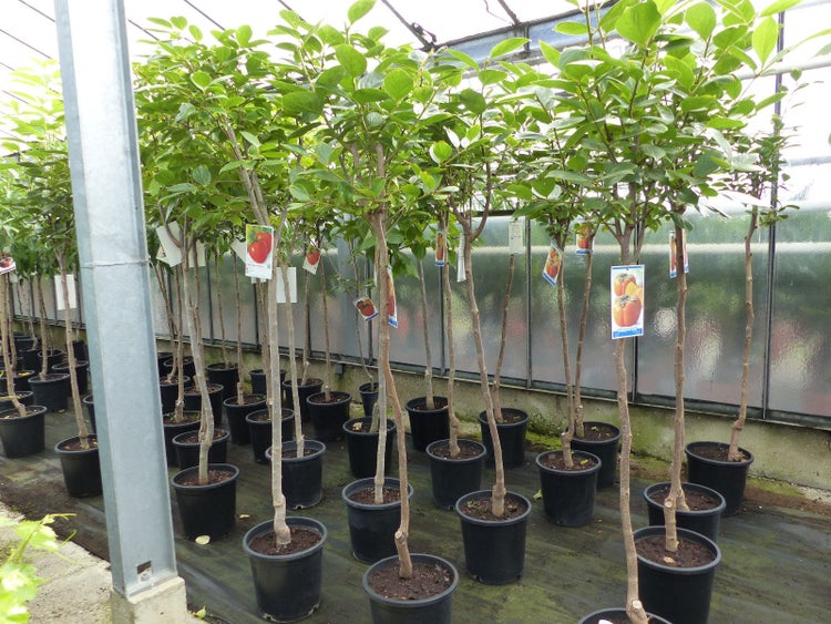 Kaki Baum 160-180 cm Sorte Rojo Brilliante Kakipflaume Pflanze