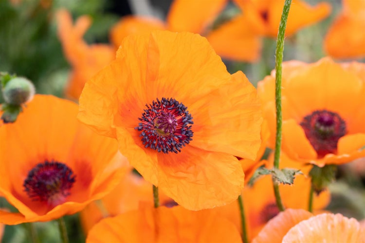 Papaver orientale 'Harvest Moon', Türkischer Mohn, orange, ca. 11x11 cm Topf