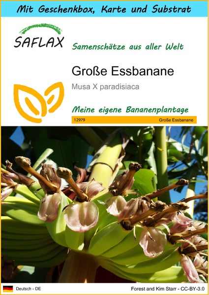 SAFLAX Geschenk Set - Große Essbanane - Musa X paradisiaca - 10 Samen - Mit Geschenkbox, Versandaufkleber, Geschenkkarte und Anzuchtsubstrat
