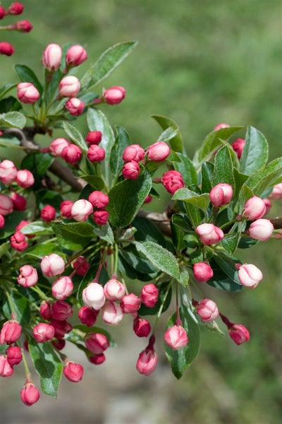 Malus 'Tina', Zierapfel, kompakt, 40–60 cm