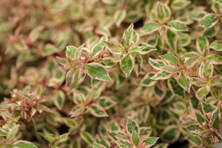 Abelia 'Kaleidoscope'®, gelb-grün panaschiert, 20–30 cm