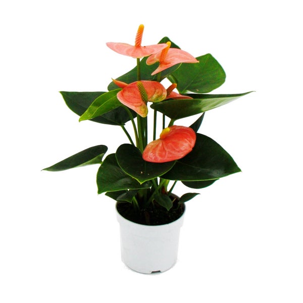 Kleine Flamingoblume Anthurium andreanum Baby-Anthurie Mini-Pflanze 7cm Topf  lachsrosa blühend Spirit